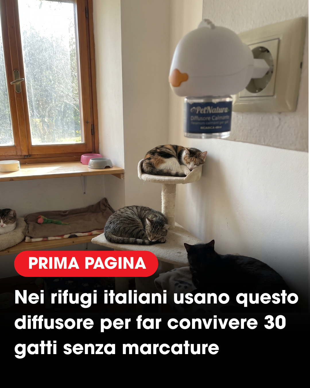 Maria Lipari Facebook ad: Il Metodo Facile per far smettere il tuo gatto di fare…