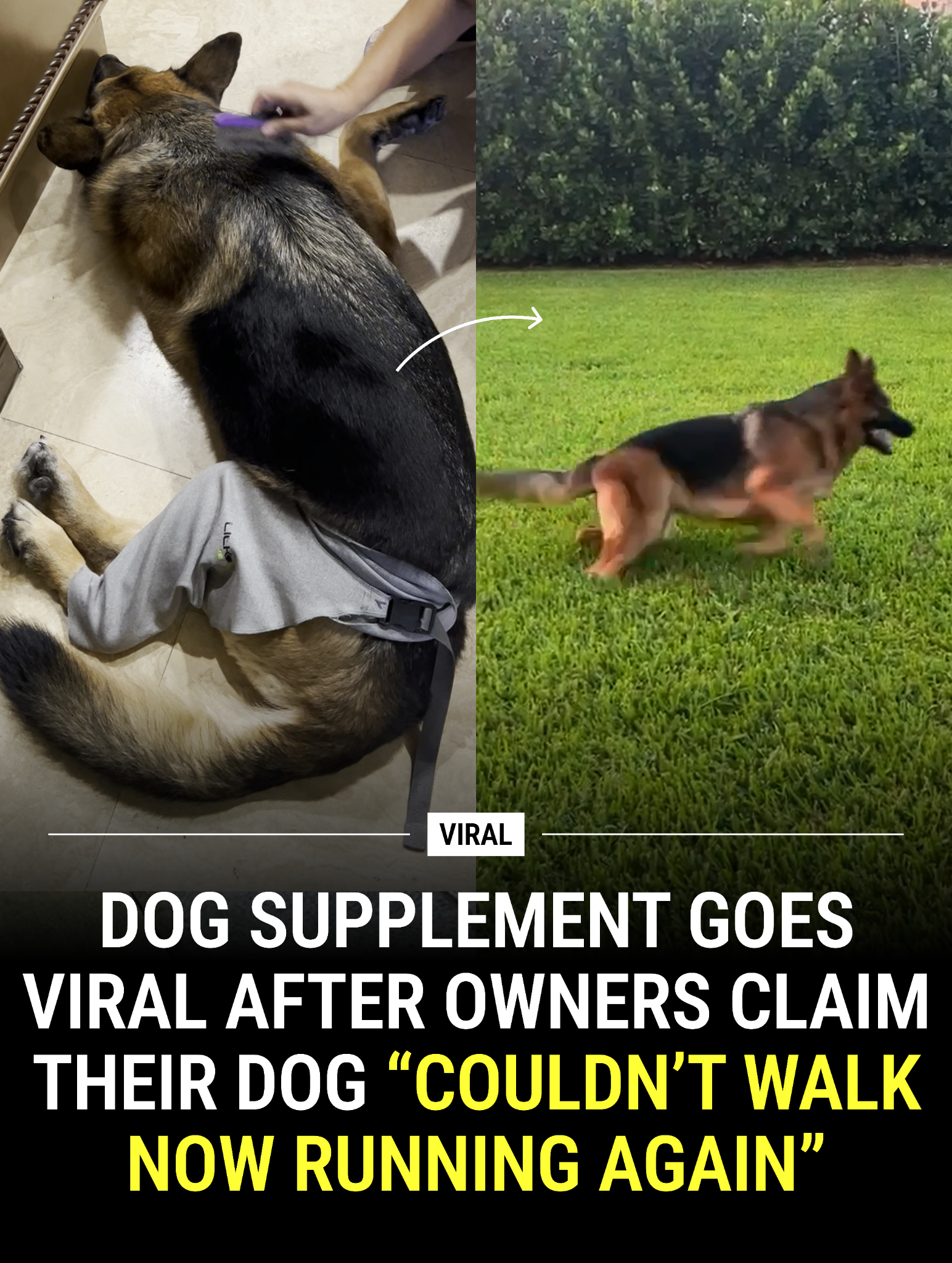 Dog is Human Facebook ad