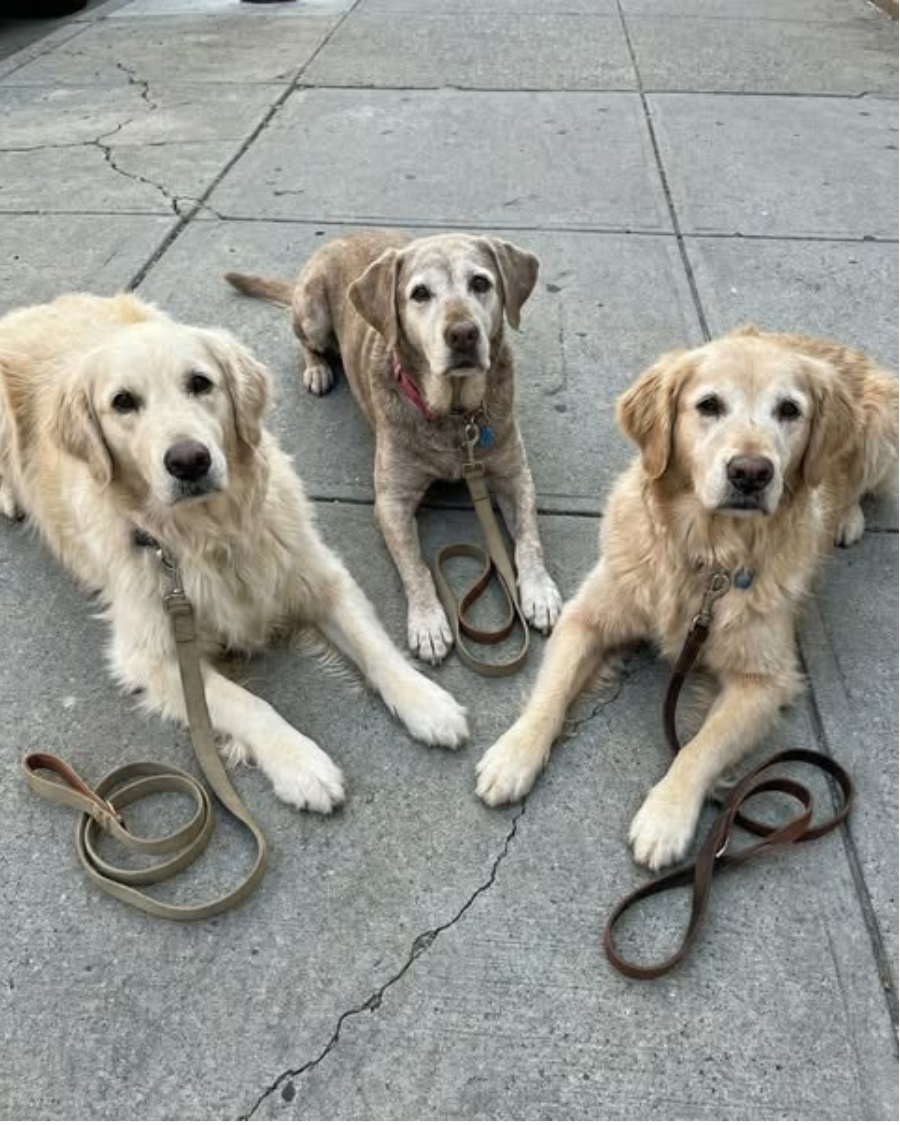 Dog Health Insider Facebook ad: Same breed. Same age. Same apartment building. One dog…