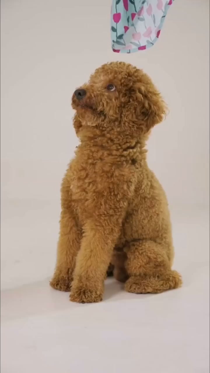 The Pawsh Co. Facebook ad: Some pets chase balls.