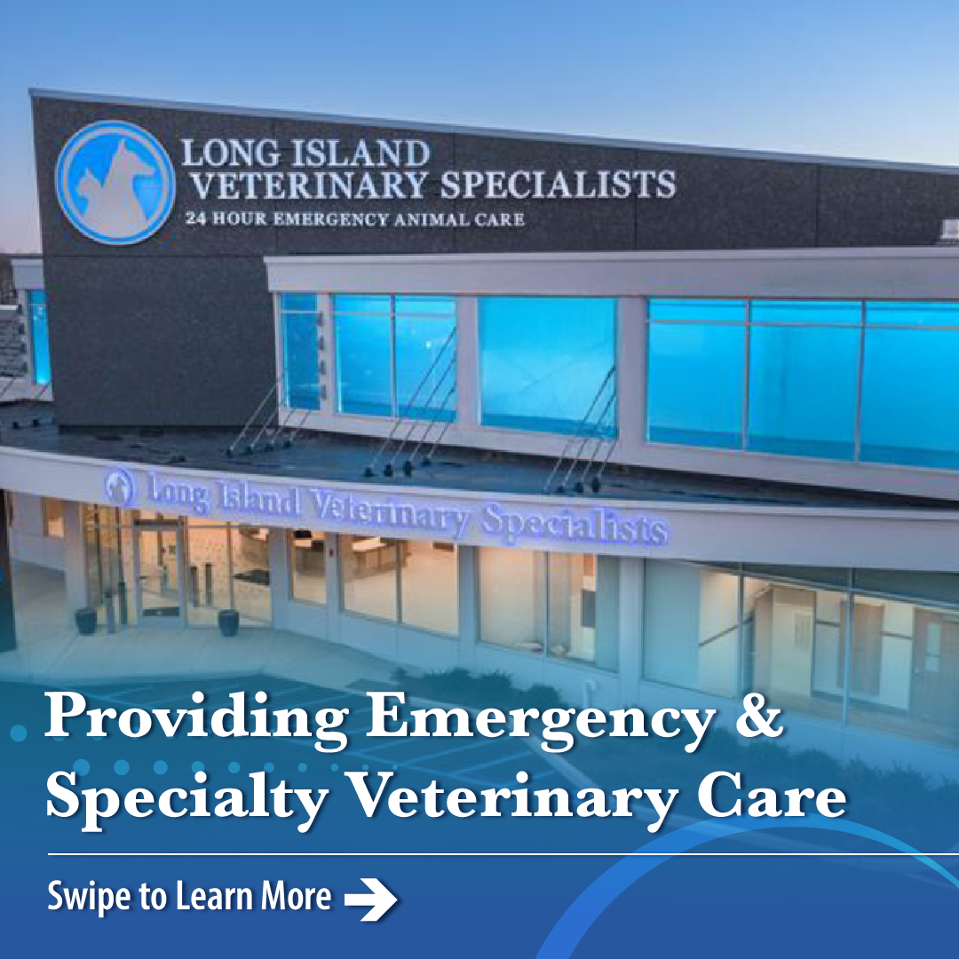 Long Island Veterinary Specialists Facebook ad: At LIVS, we provide expert veterinary care across…