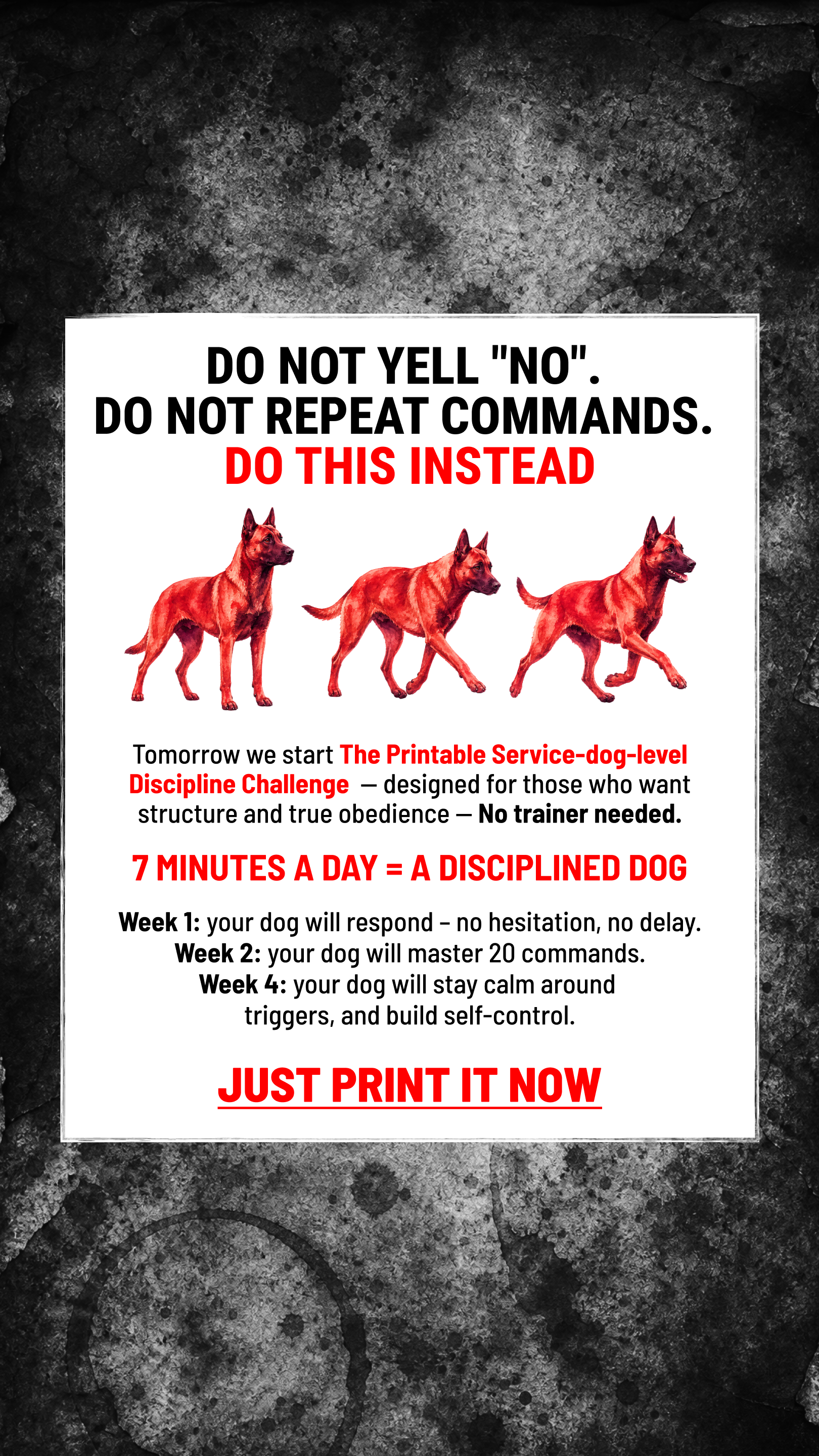 Dog Training Program Facebook ad: Take the lead. Start now