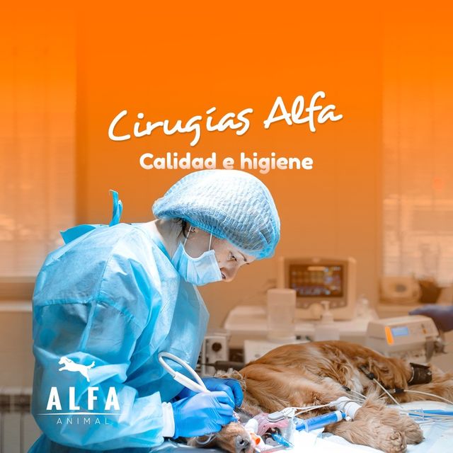 Alfa Animal Facebook ad