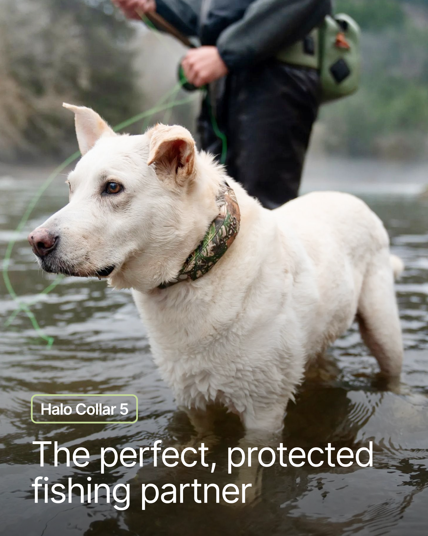 Halo Collar Facebook ad