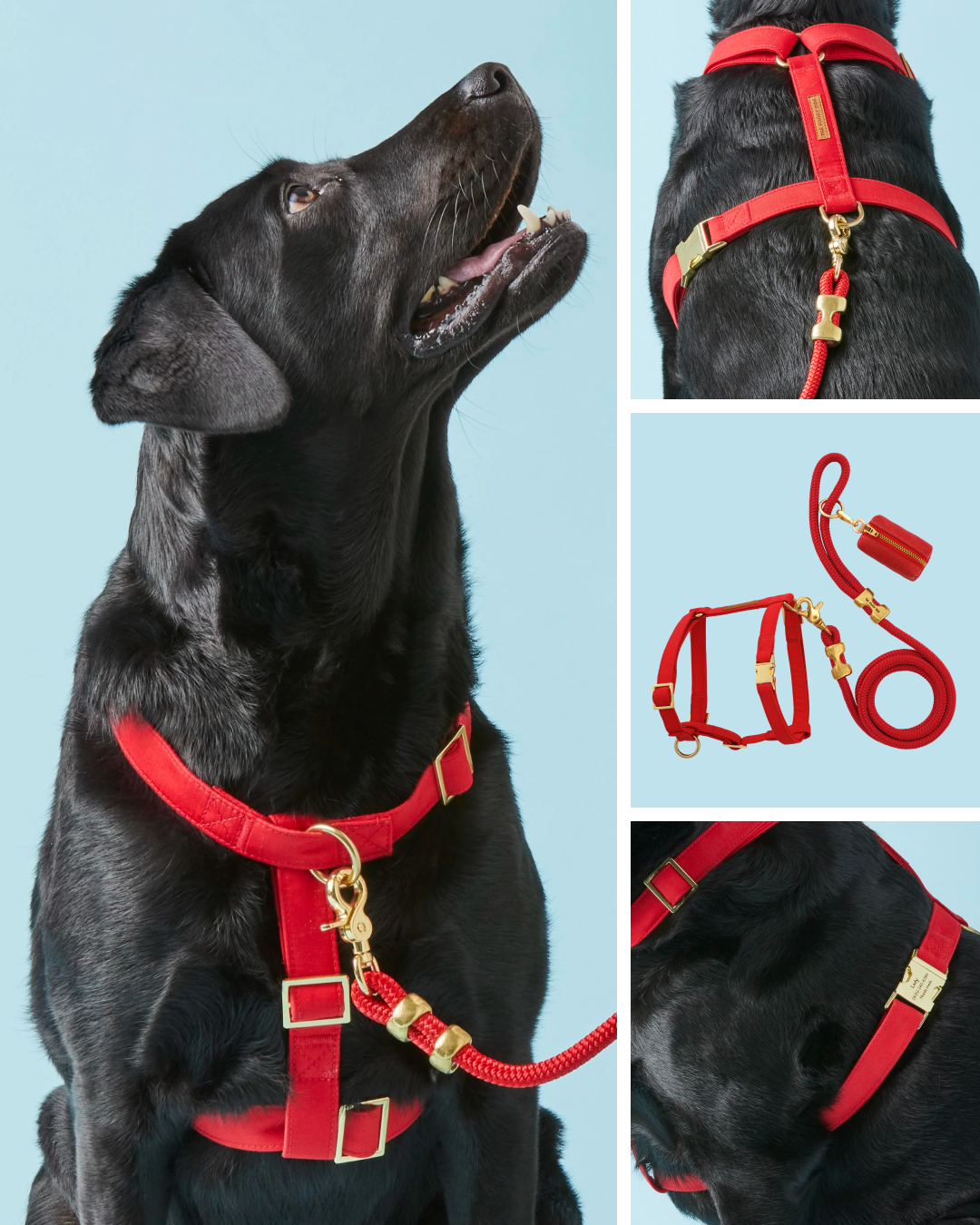 The Foggy Dog Facebook ad