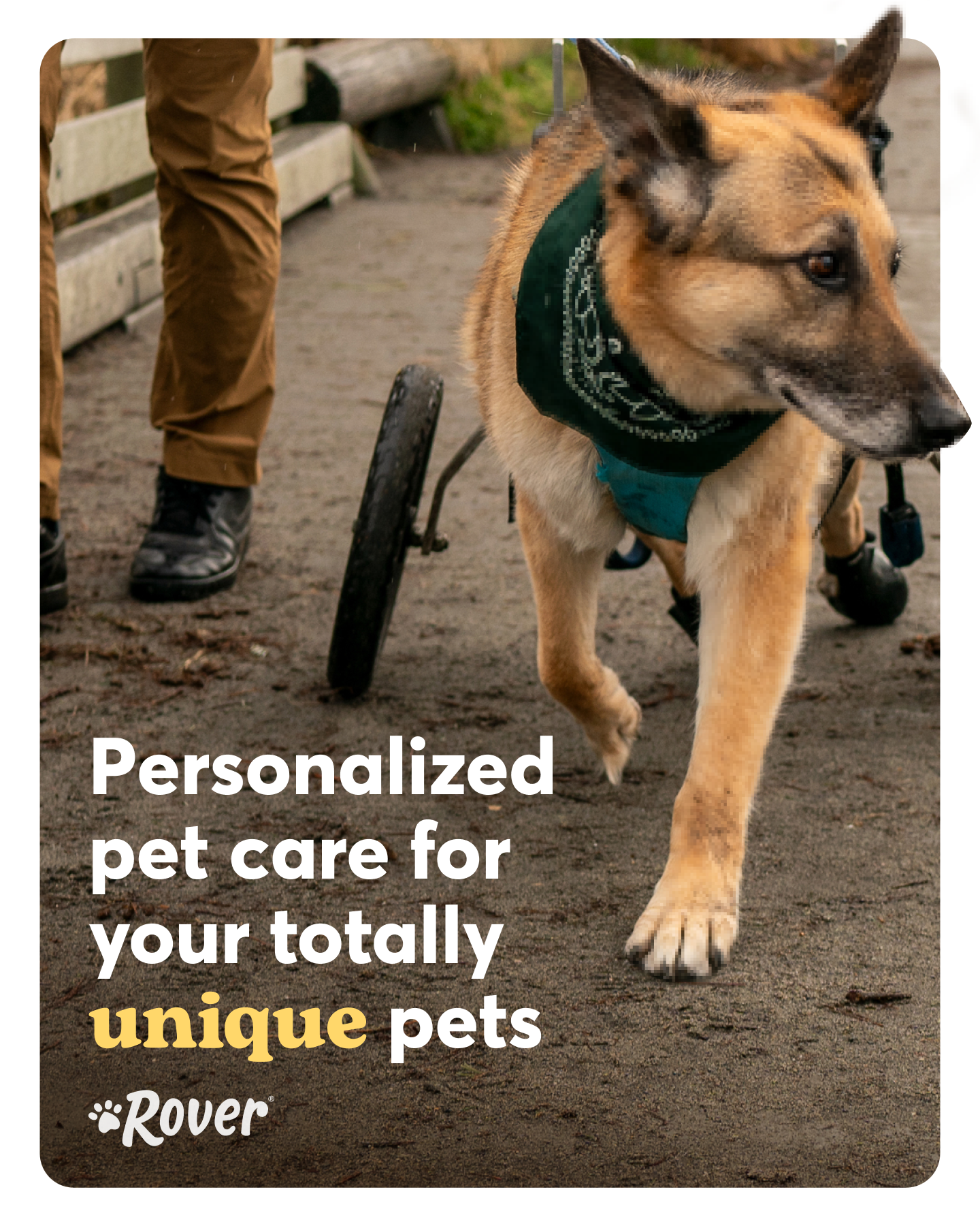 Rover.com Facebook ad