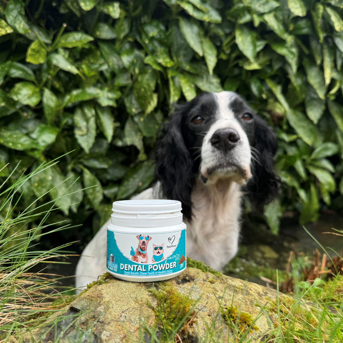 Nutri Paw Facebook ad