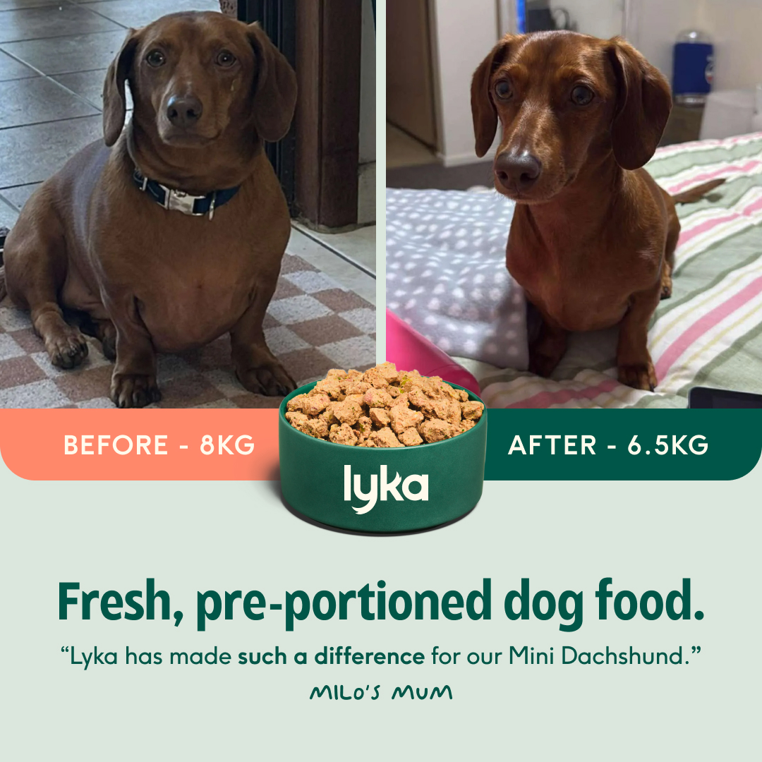 Lyka Pet Food Facebook ad