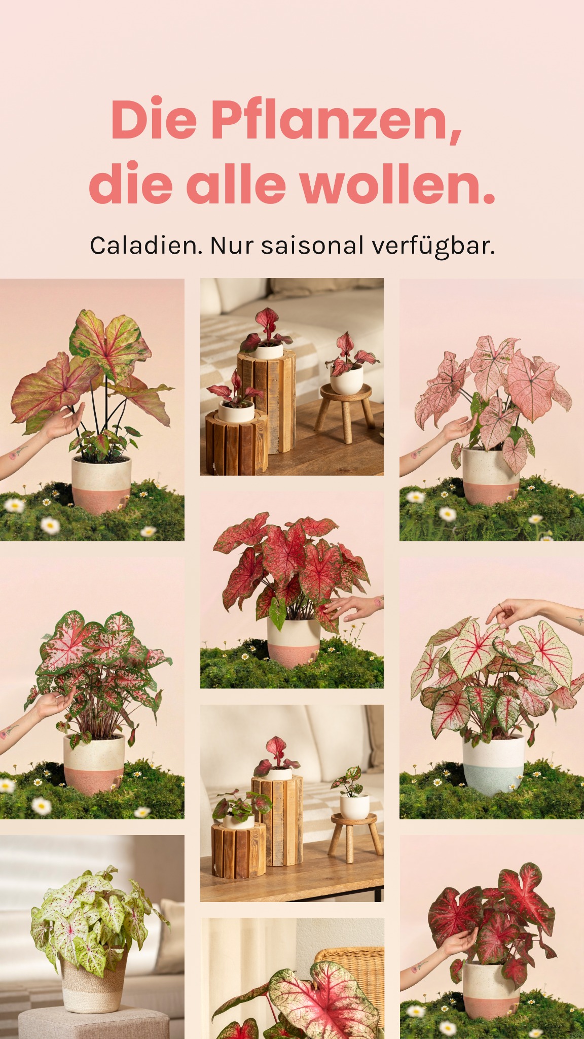 feey.pflanzen Facebook ad