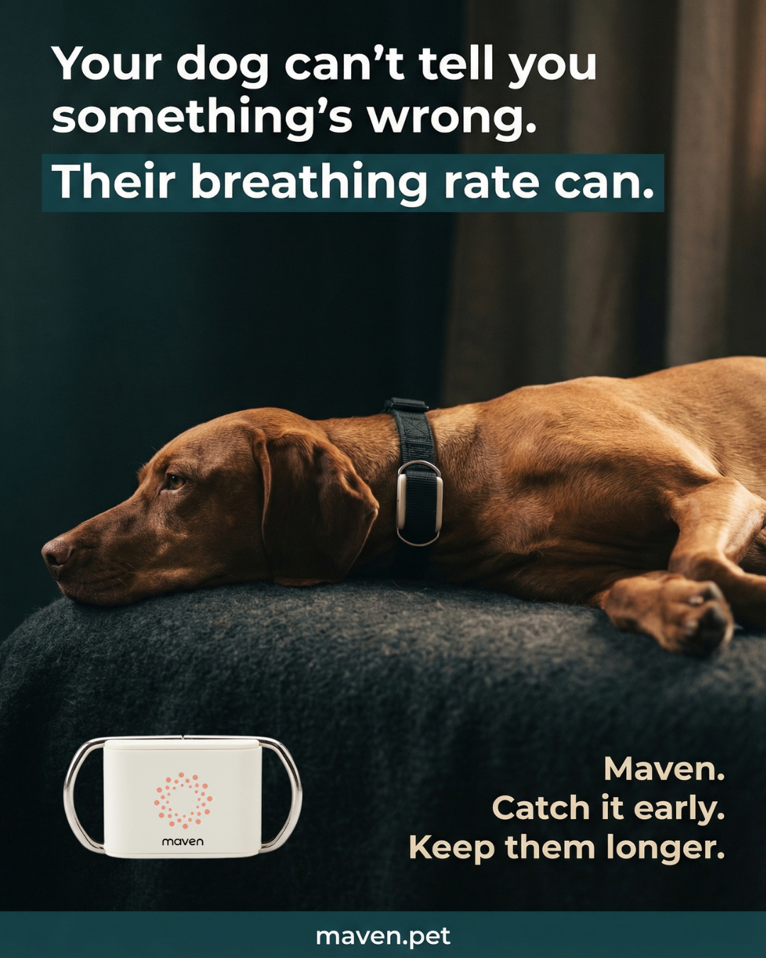 Maven Pet Facebook ad