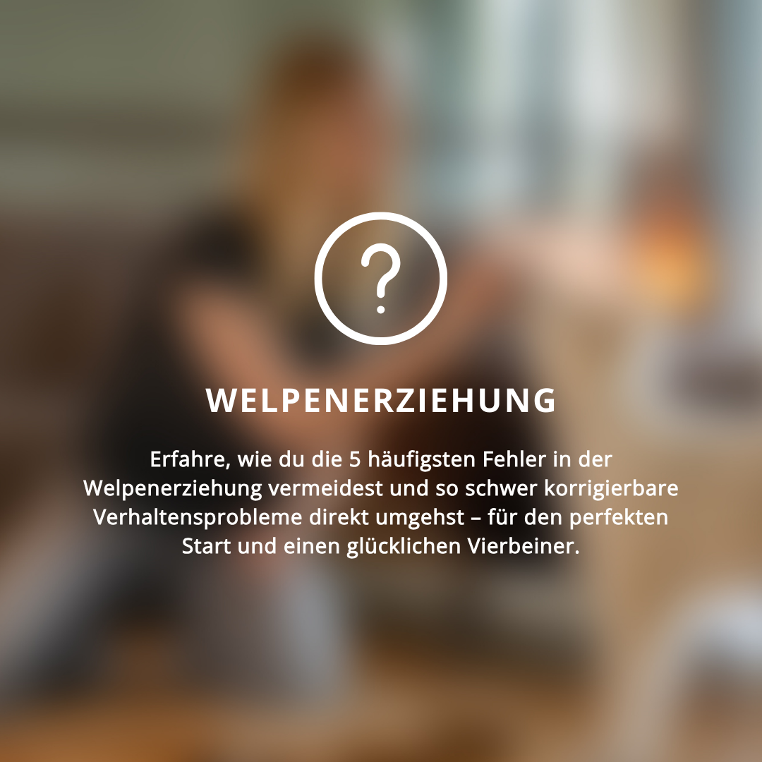 Doguniversity.de Facebook ad