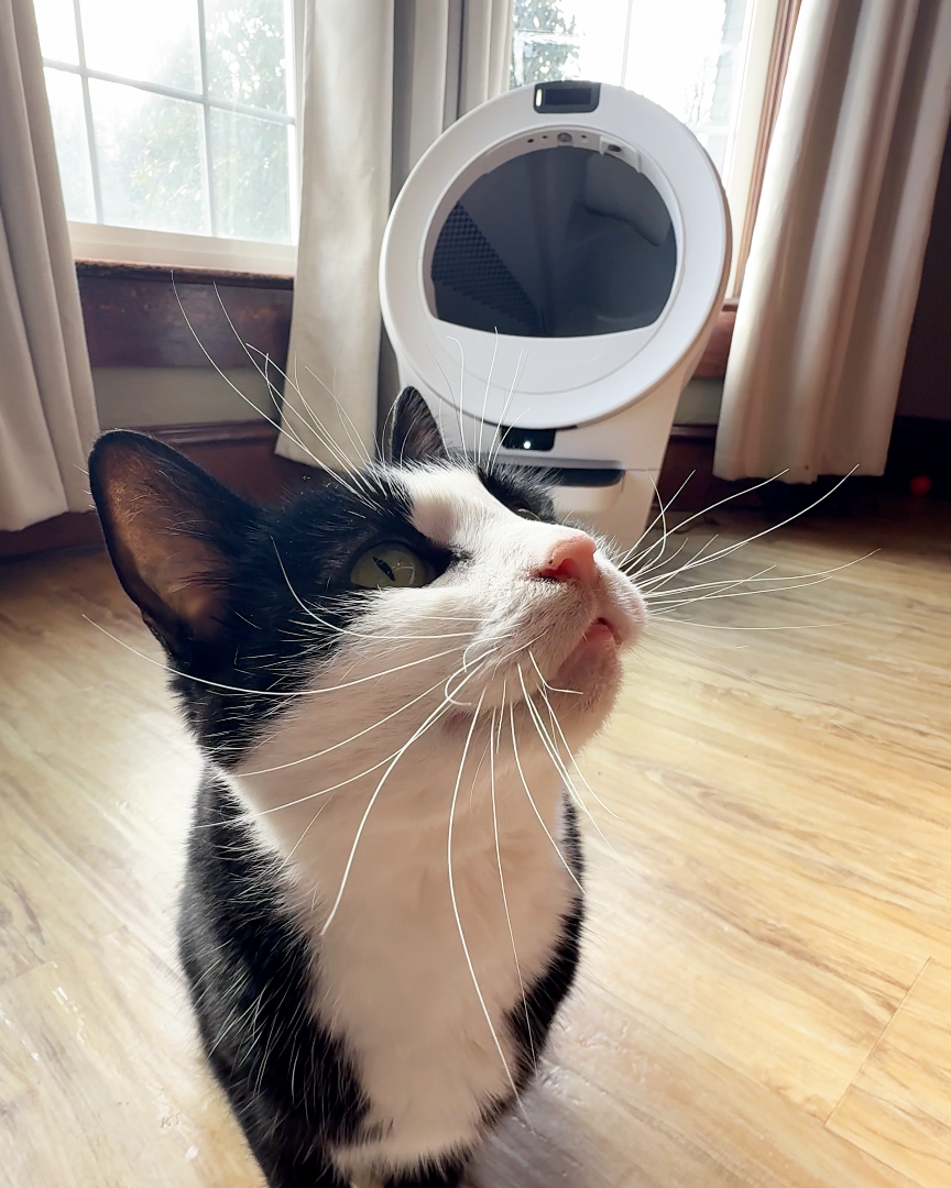 Whisker Facebook ad