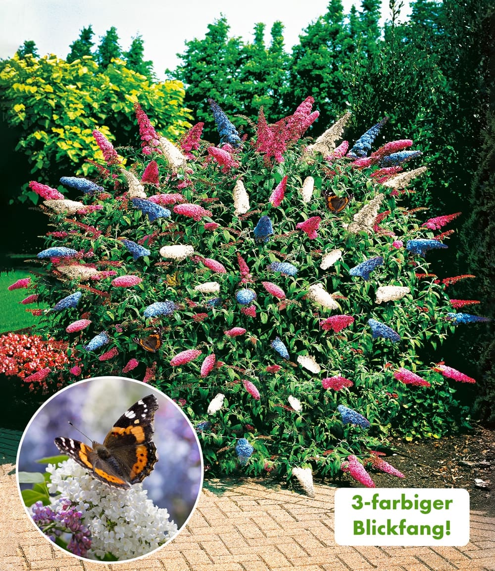 BALDUR-Garten Facebook ad