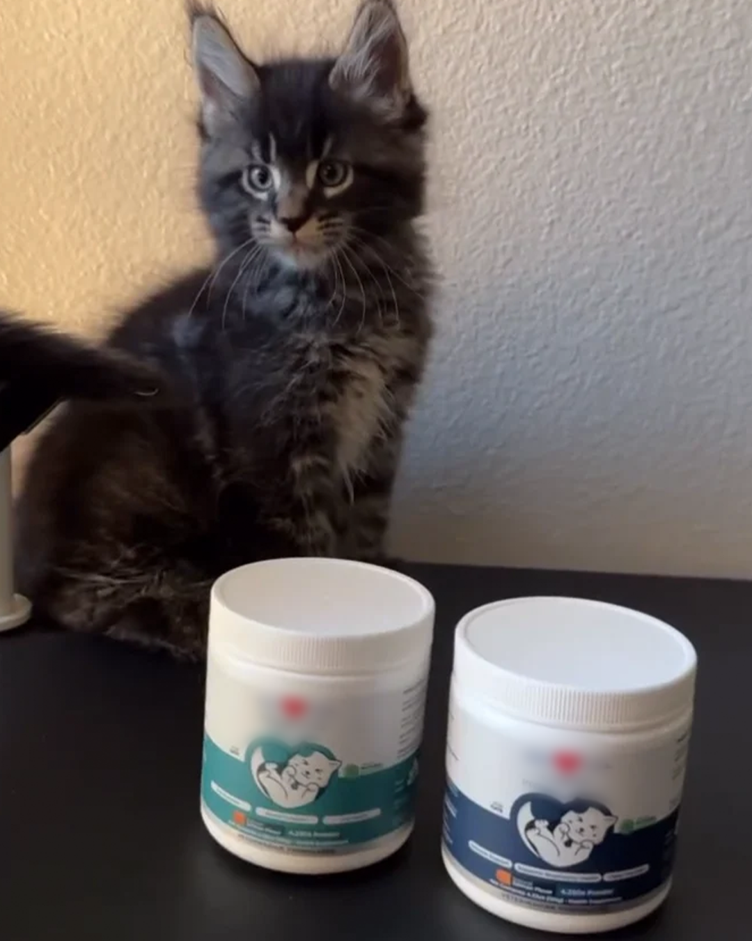 Healthy Cat Blog Facebook ad