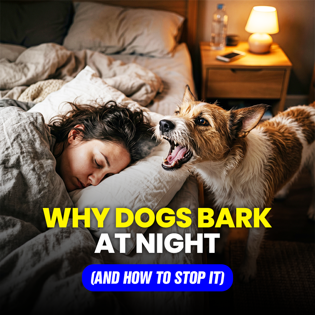 Mike James Dog Training Facebook ad