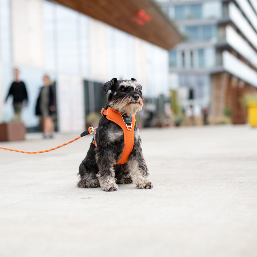 DOG Copenhagen Facebook ad