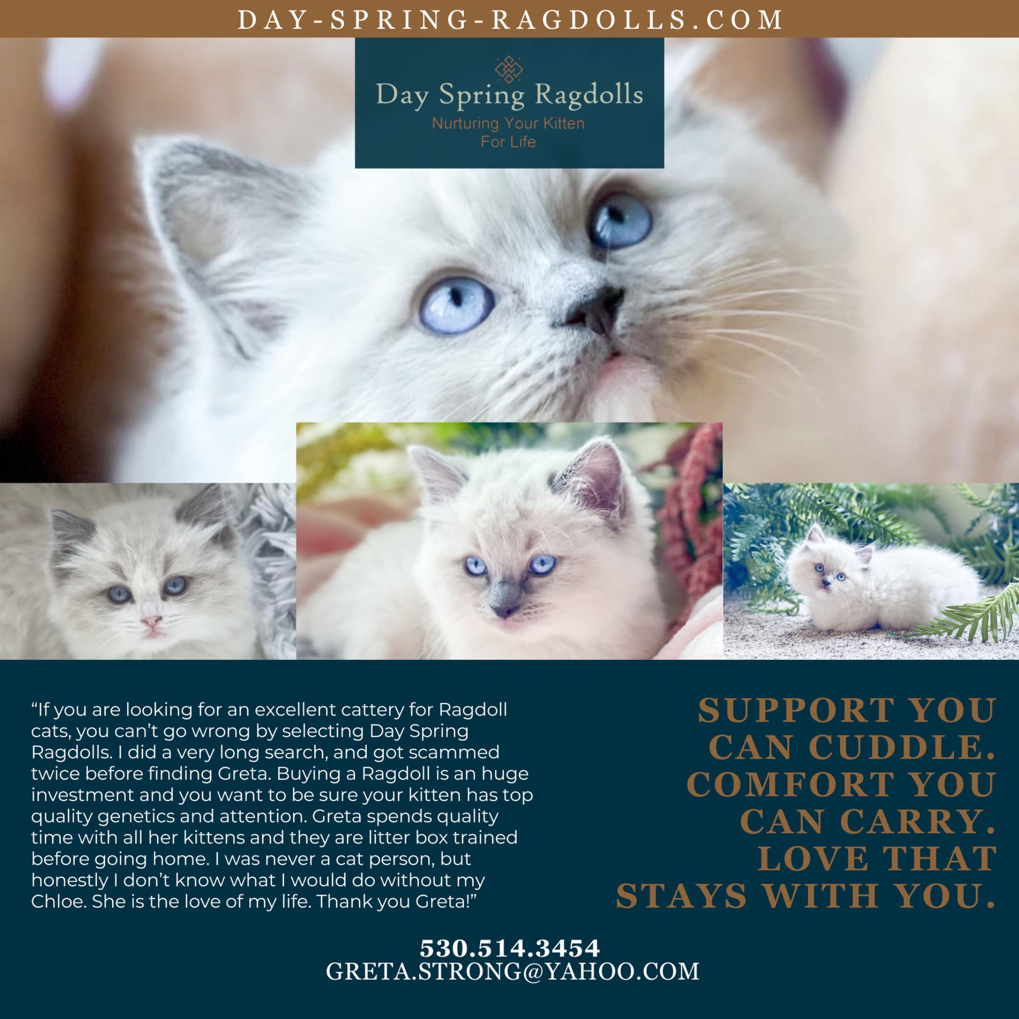 Day Spring Ragdolls Facebook ad: Day Spring Ragdolls - Ragdoll Kittens For Sale San…