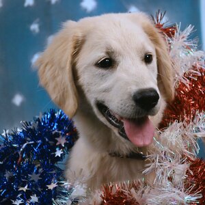PuppySpot Facebook ad