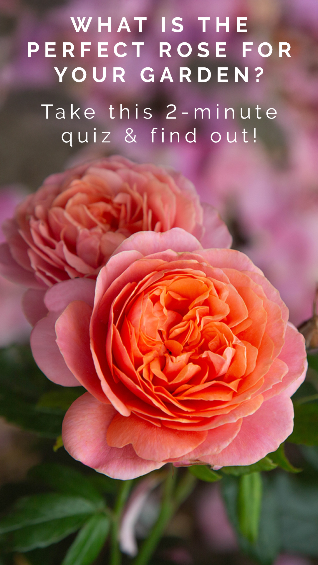 Heirloom Roses Facebook ad