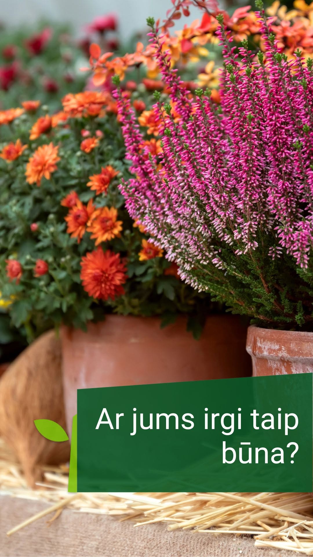 Žaliastotelė.lt Facebook ad: Atėjau tik braškių daigų, o išėjau su visu nauju gėlynu