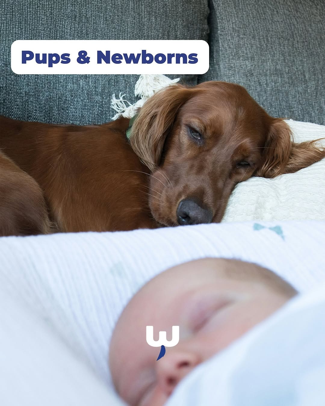 WOOOF.co.uk Facebook ad
