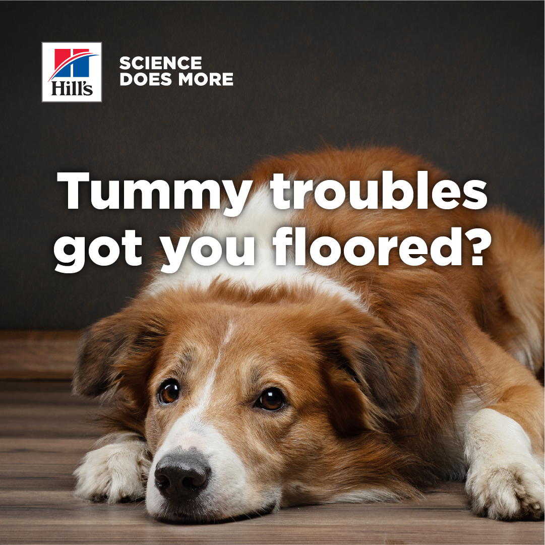 Hill’s Pet Nutrition Facebook ad