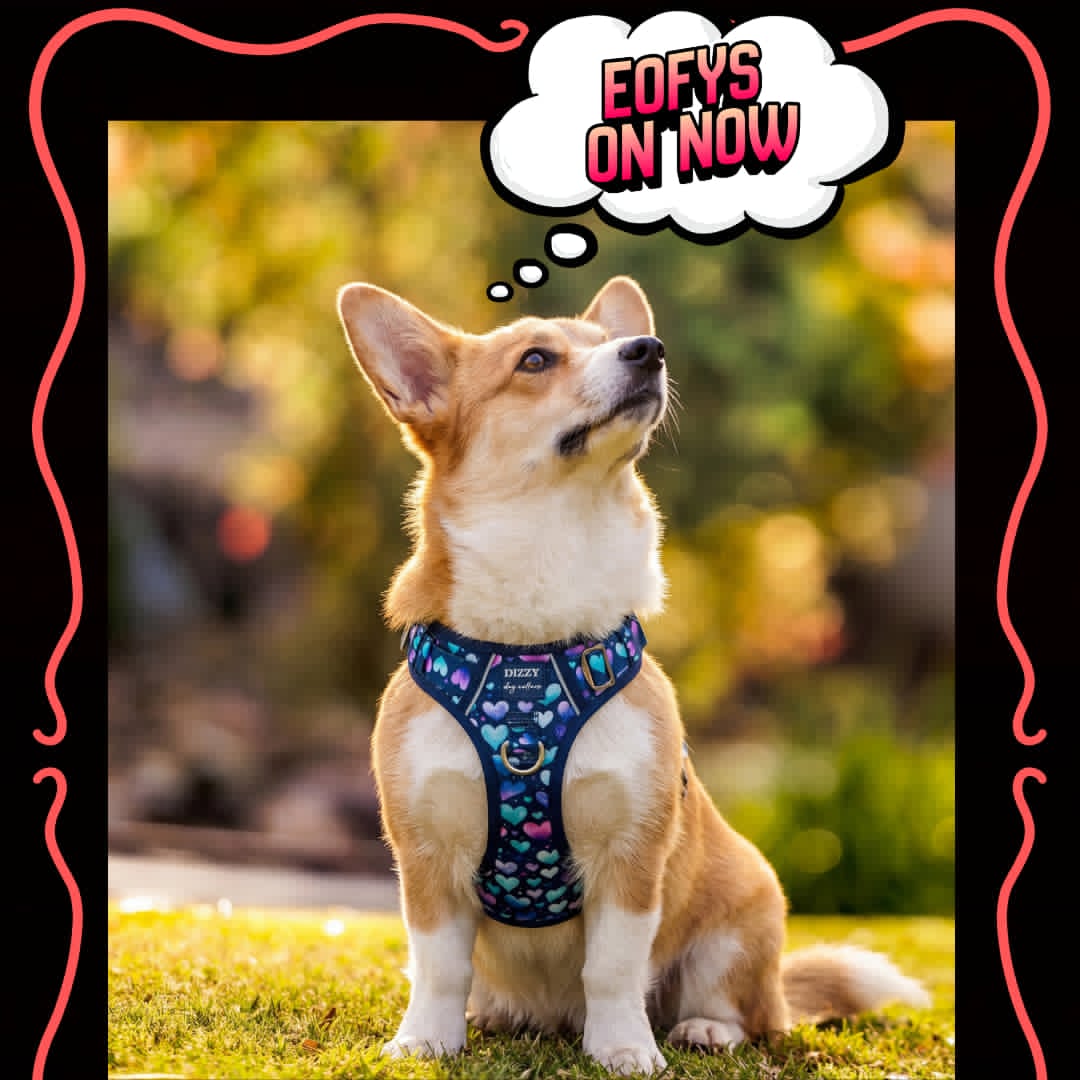 Dizzy Dog Collars Facebook ad