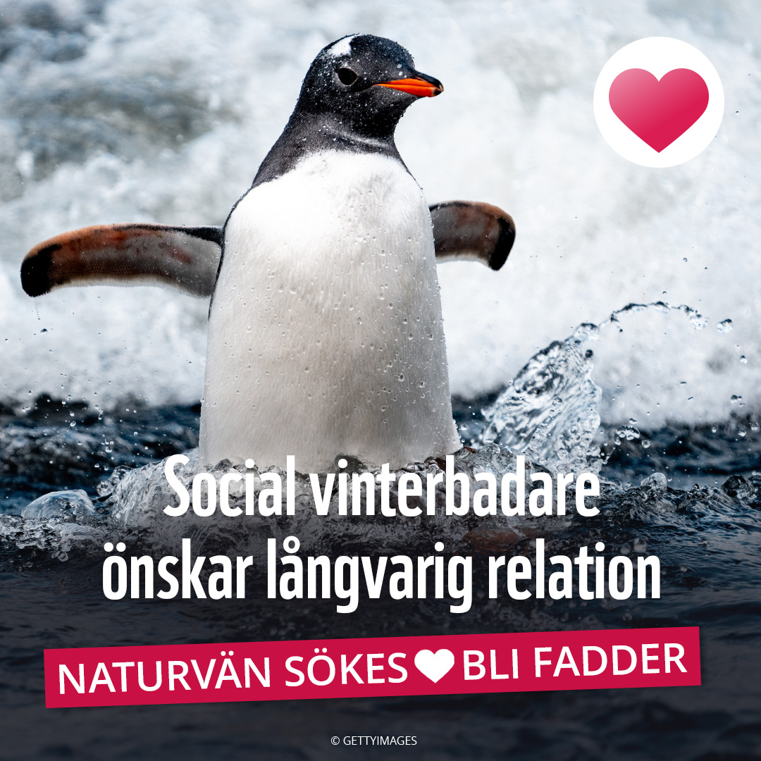 Världsnaturfonden WWF Facebook ad from Feb 26, 2026