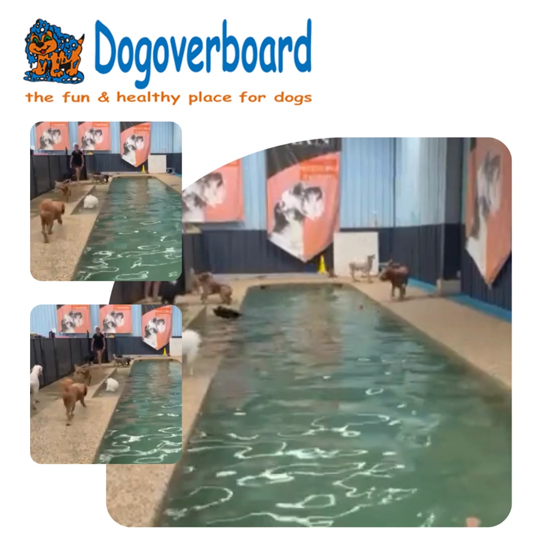 Dogoverboard Facebook ad from May 20, 2026