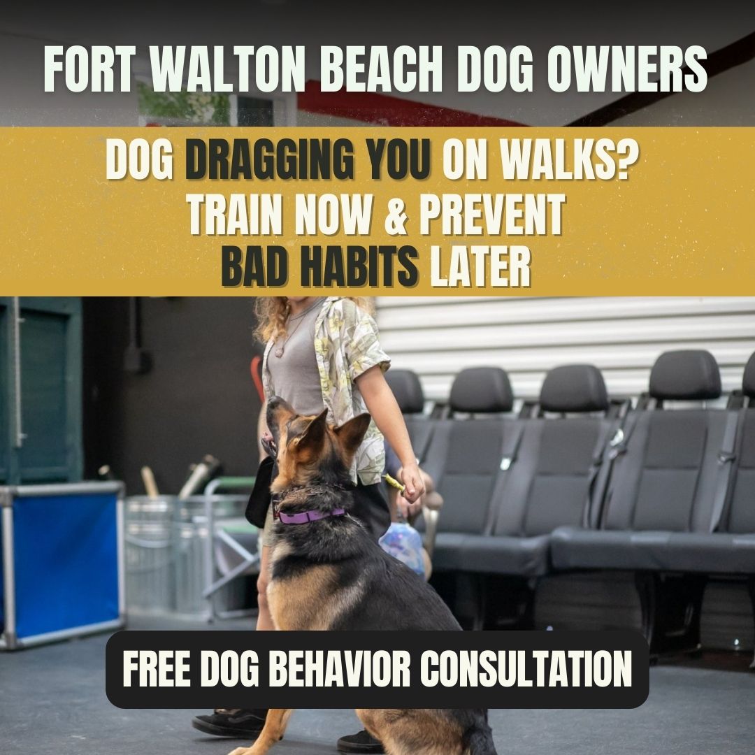 BTS K9 Dog Training Facebook ad
