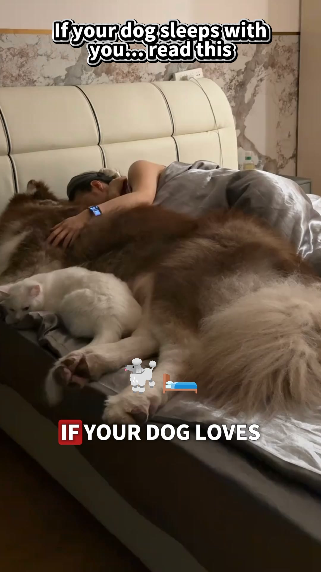 Puainta Pets Facebook ad: Simple Support for Skin Comfort