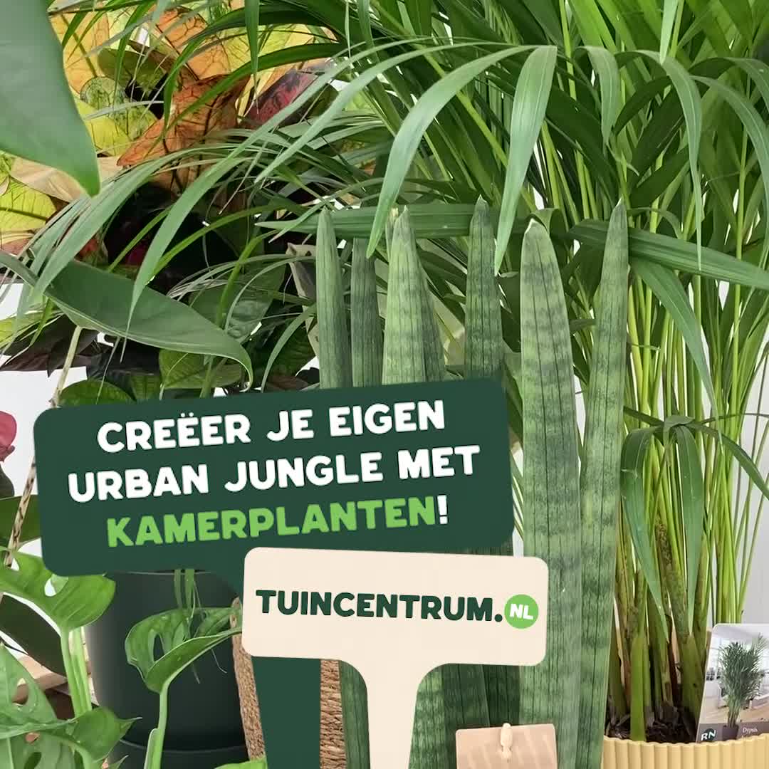 Tuincentrum.nl Facebook ad