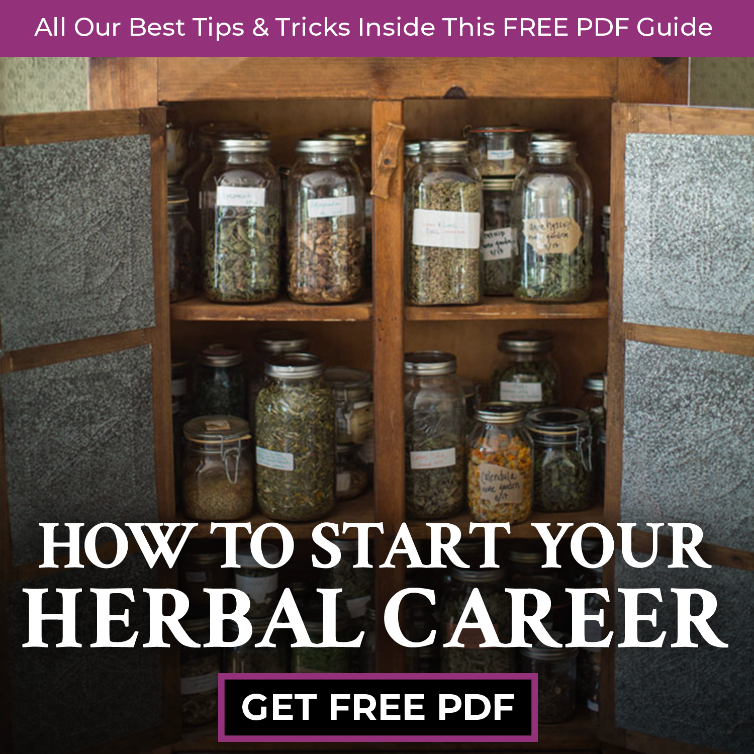 Chestnut School of Herbal Medicine Facebook ad: FREE Guide to Jumpstart Your Herbalist Career