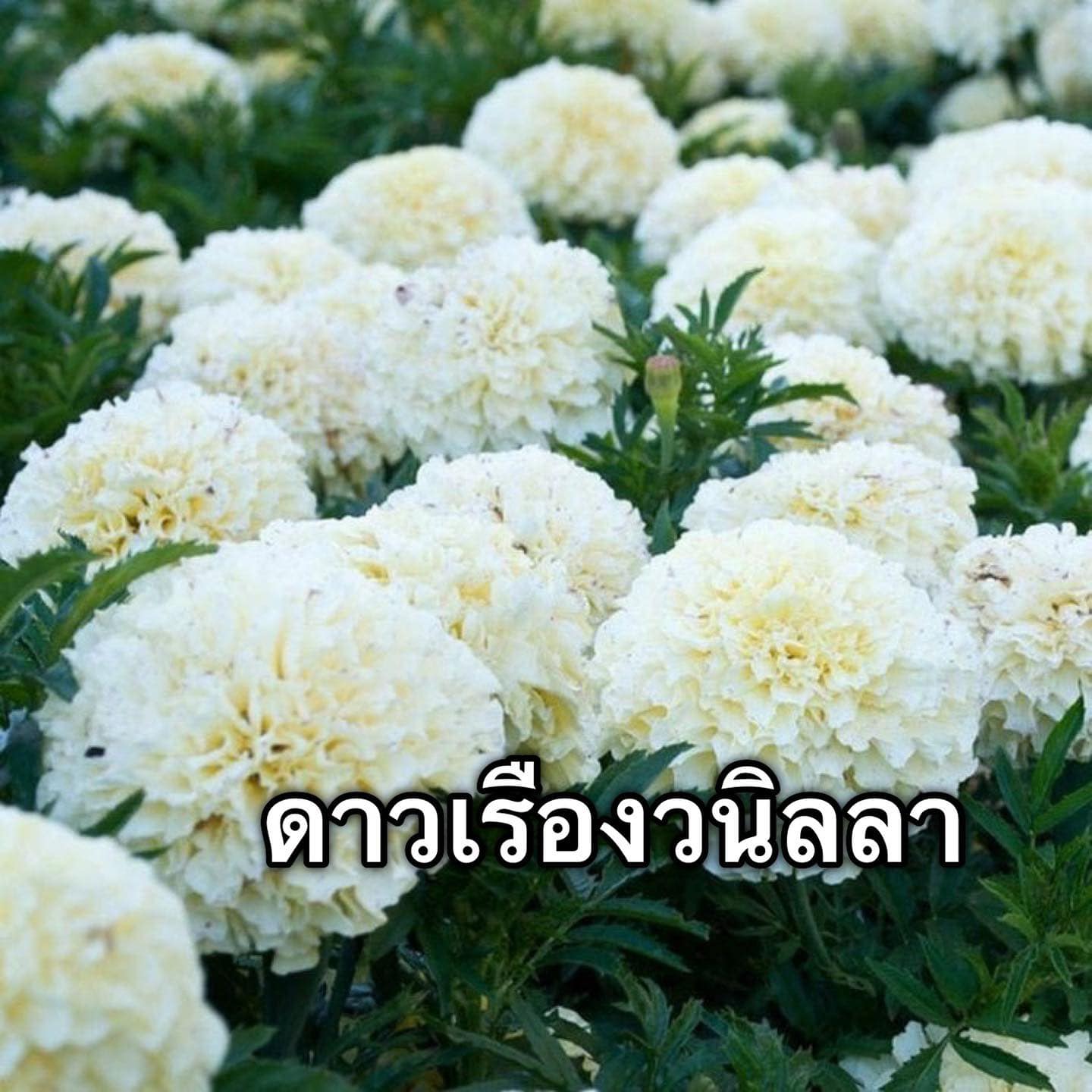 เมล็ดดอกไม้ คุณภาพดี ราคาปลีก-ส่ง Facebook ad: เมล็ดสามารถเก็บได้ 1 ปี ค่ะ เมล็ดรอบใหม่