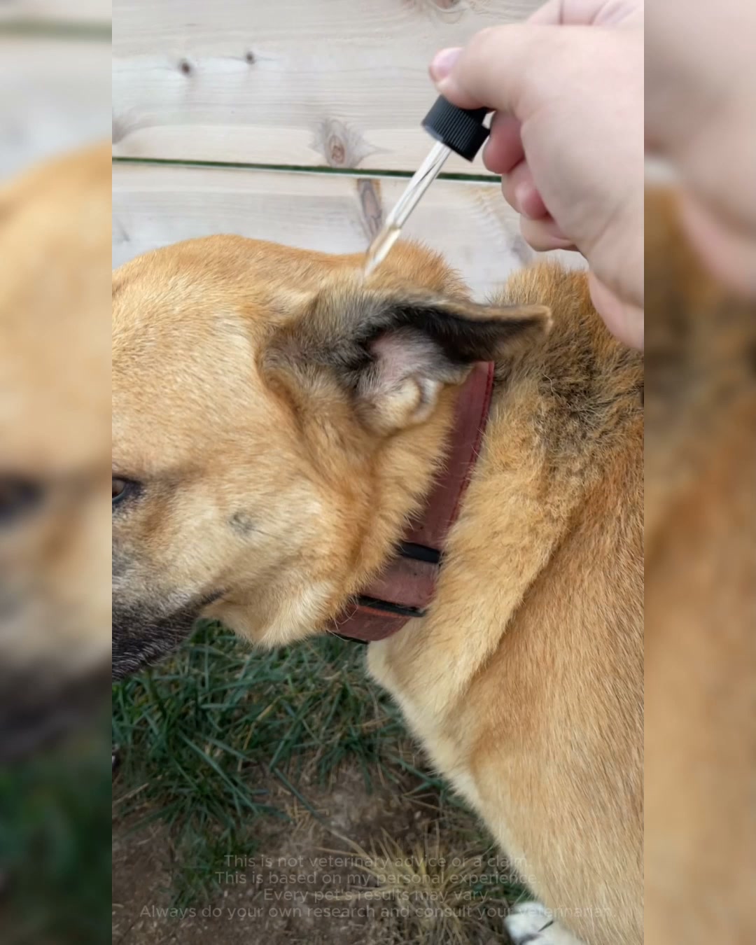 Paws & Tales Facebook ad: Professional-Inspired Ear Care For Pets