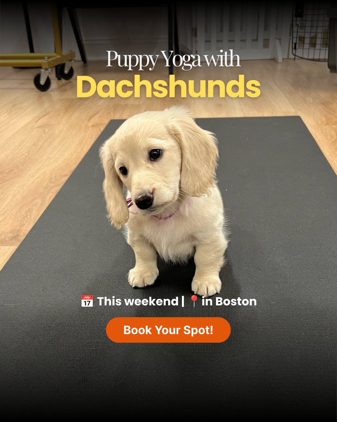 Puppy Yoga Club Facebook ad