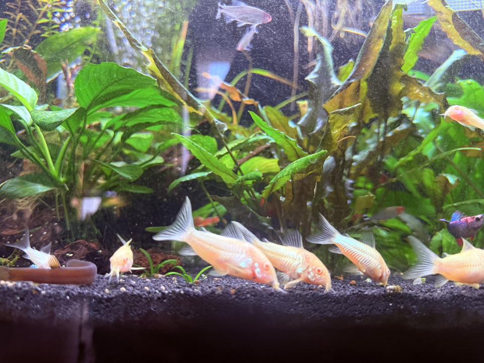 Imperial Tropicals Facebook ad