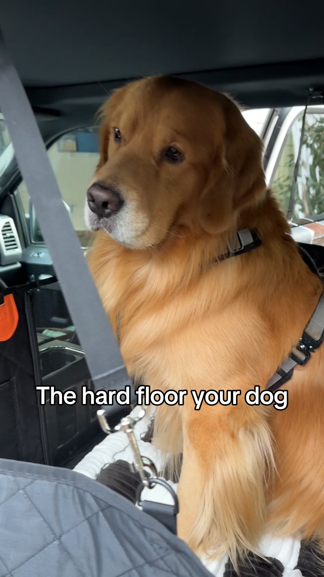 Pawpy Stuff Facebook ad: More space. Clean seats. Comfy dog!