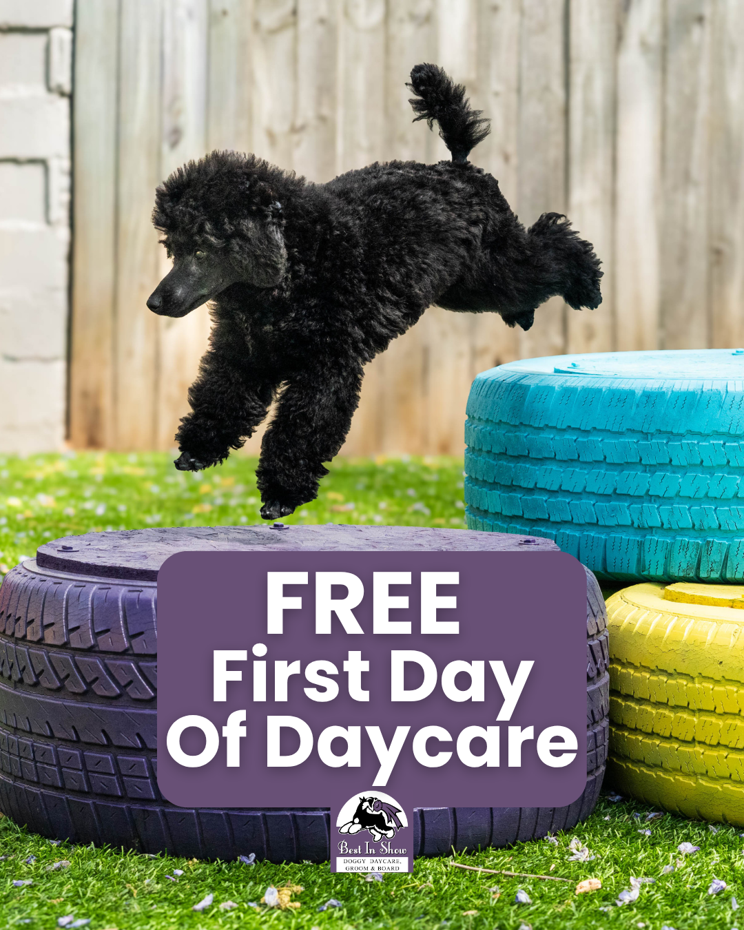 Best In Show Georgia Facebook ad: Book Your Pup’s Free Day
