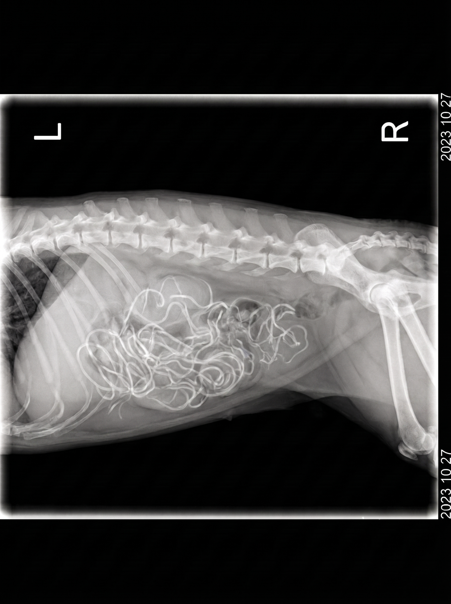 Cat Magazine UK Facebook ad: My Indoor Cat Blinded My Mother.