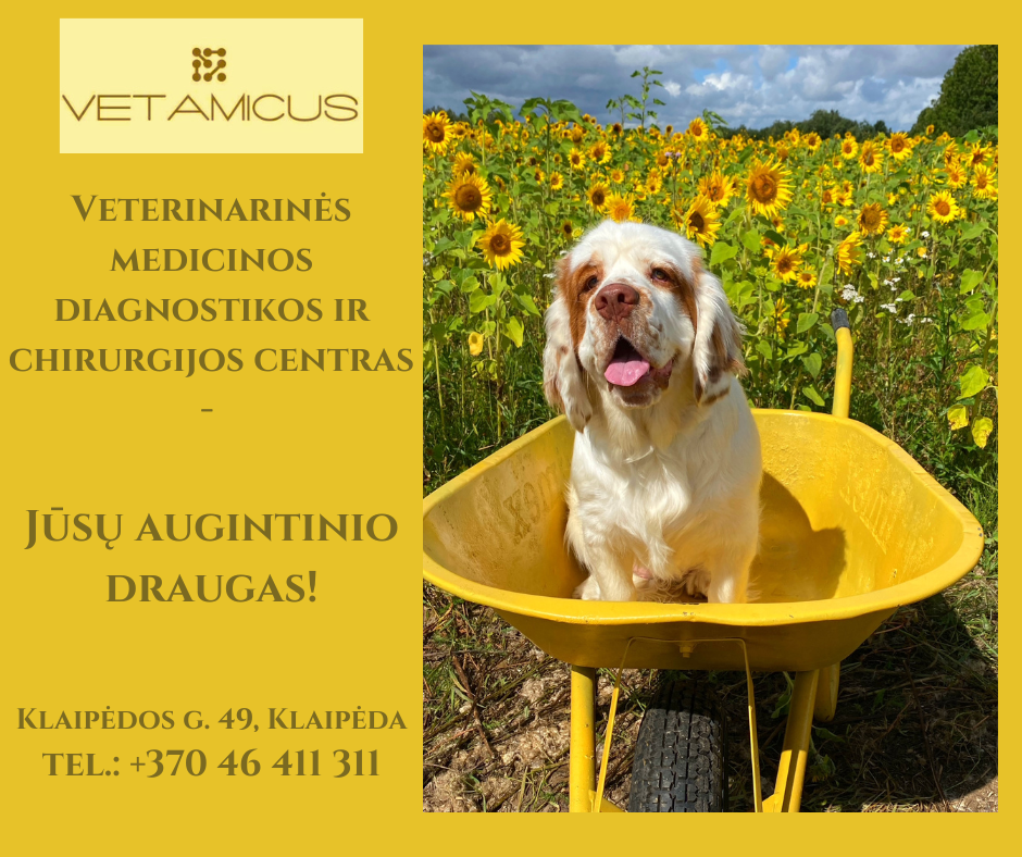 Vetamicus veterinarinės medicinos diagnostikos ir chirurgijos centras Facebook ad