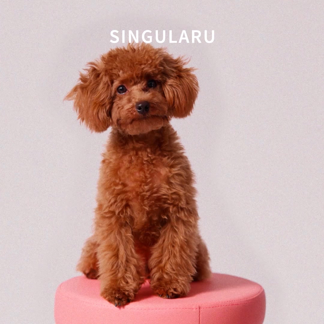 Singularu Jewels Facebook ad: Para amantes de los caniches.