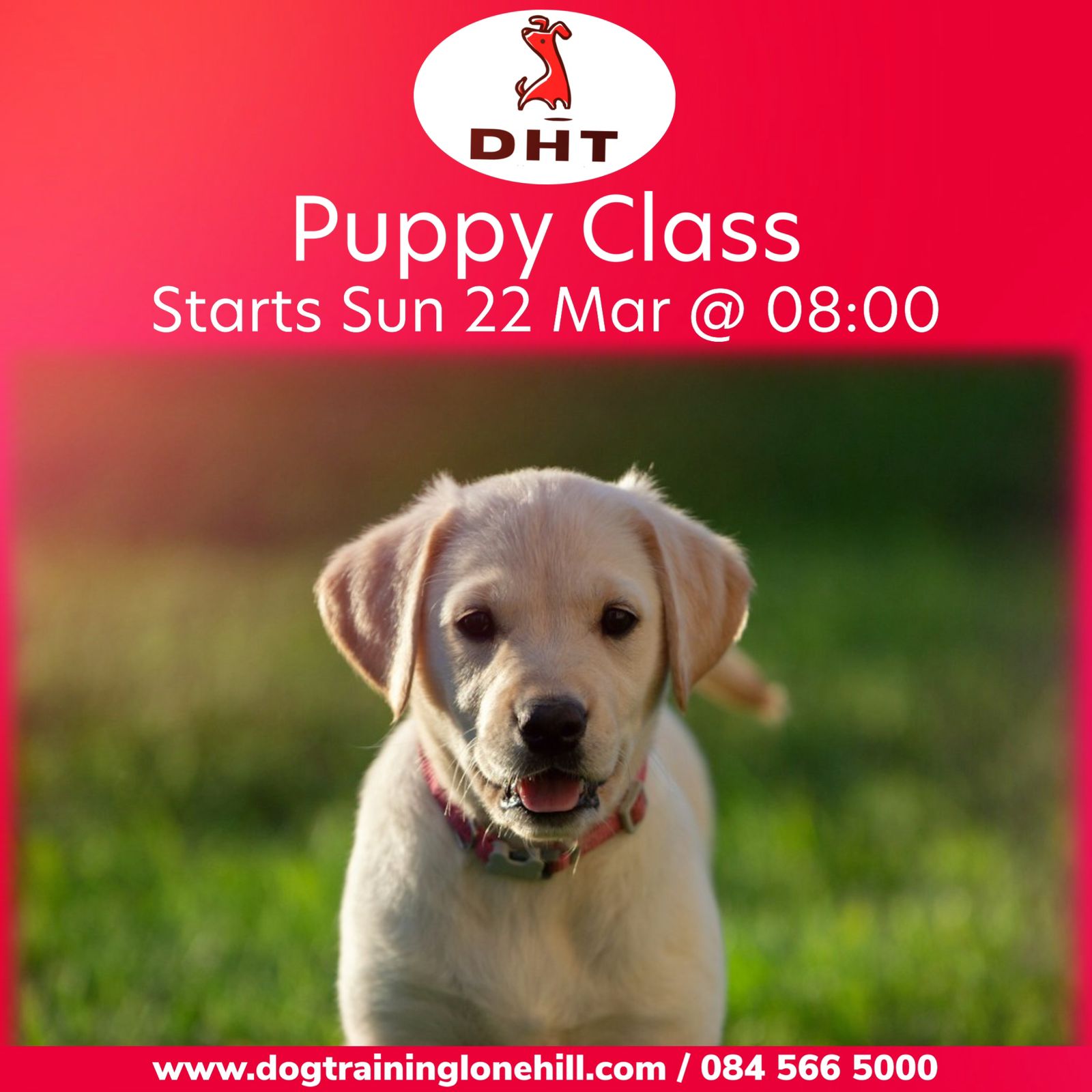 Dog Handling Techniques Facebook ad
