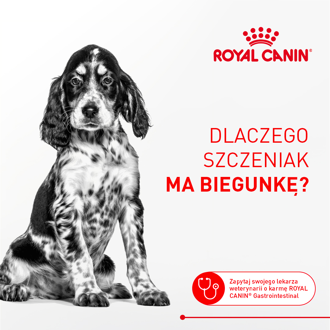 Royal Canin Facebook ad: Pojawienie się biegunki u szczeniaka to stresujący moment…