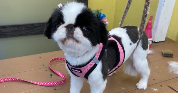 Puppy Love Grooming Facebook ad: Looking for a place nearby to get your…