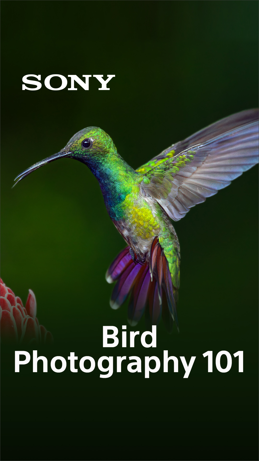 Sony - Alpha Universe Facebook ad: FREE Bird Photography Course