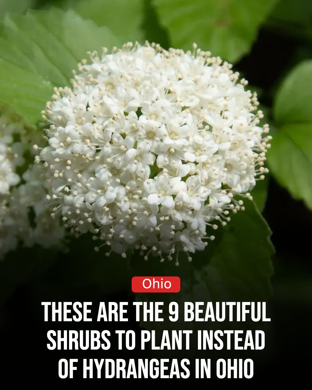 Ohio Gardener Facebook ad: 9 Beautiful Shrubs To Plant Instead Of Hydrangeas In Ohio