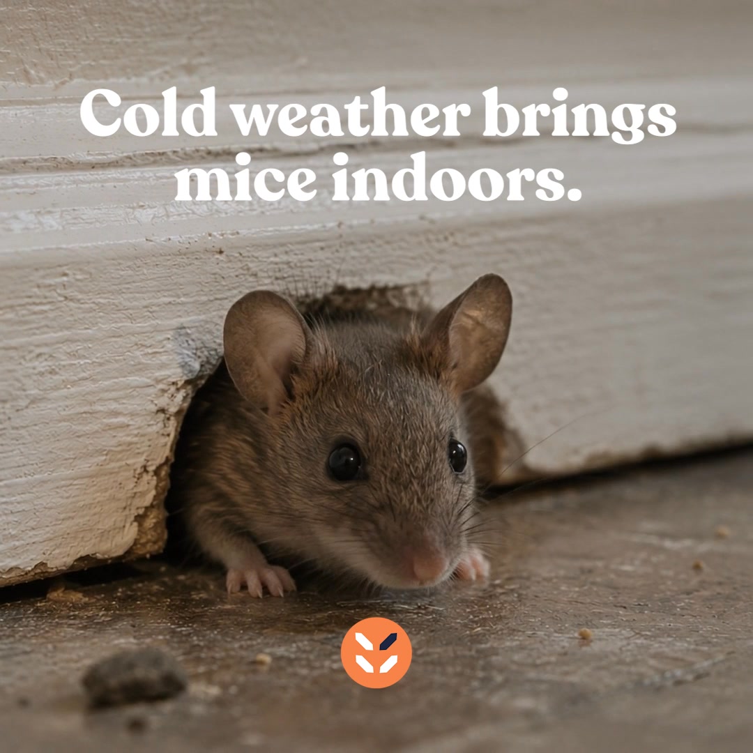 Enviropro Pest Management Facebook ad from May 25, 2026