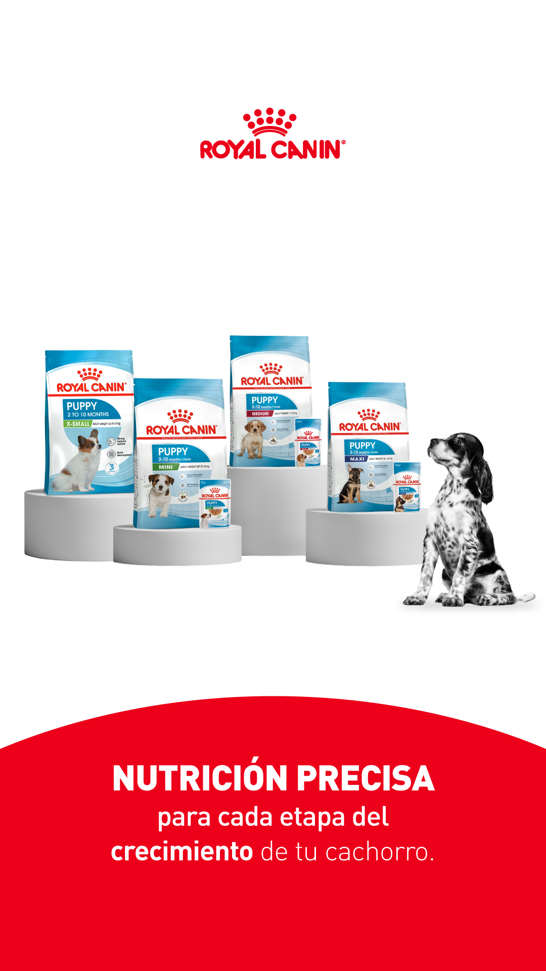 Royal Canin Perú Facebook ad: Los primeros meses no se repiten.