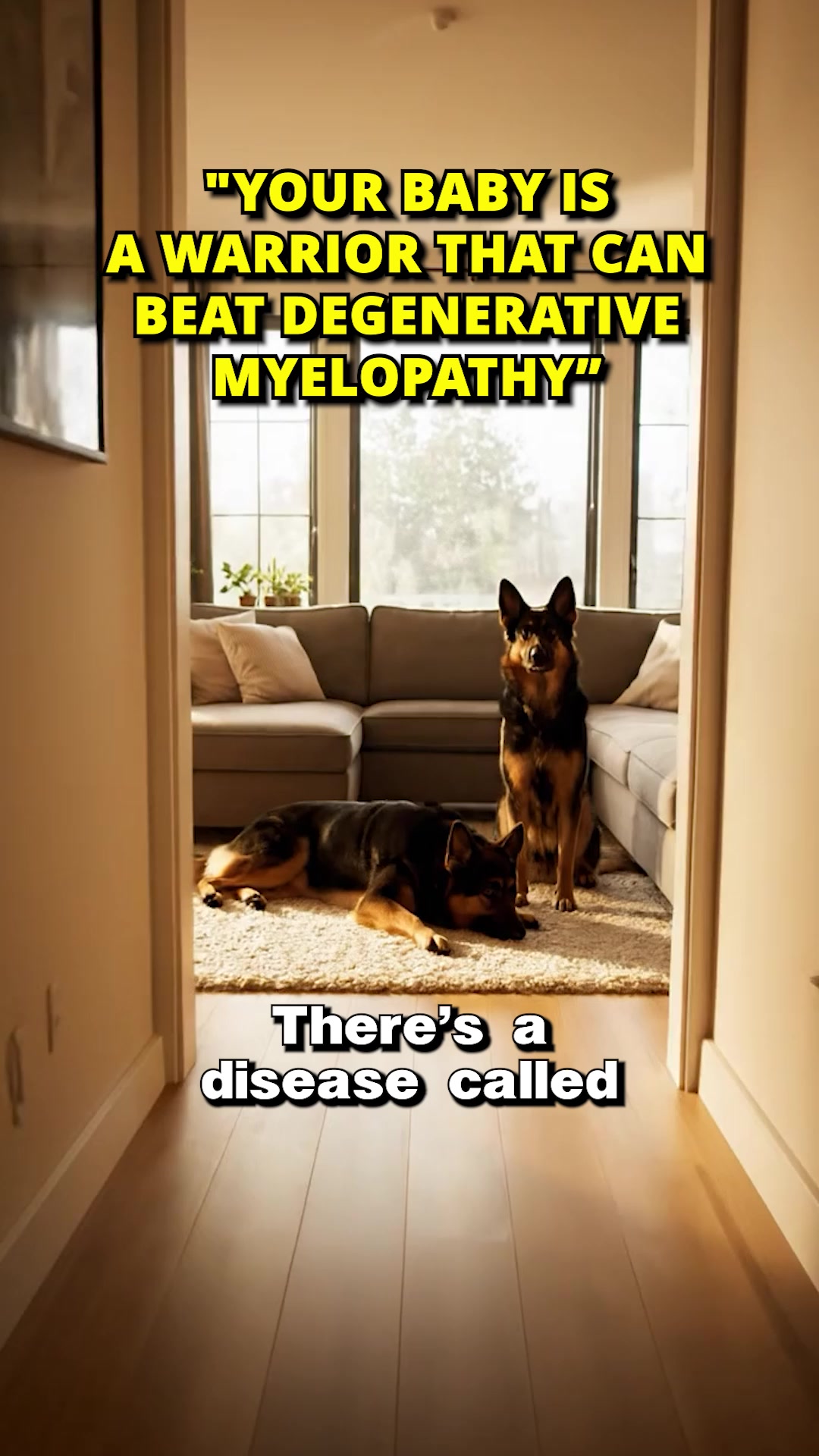 The Holistic Hound Facebook ad: Stop Degenerative Myelopathy Before Symptoms Start